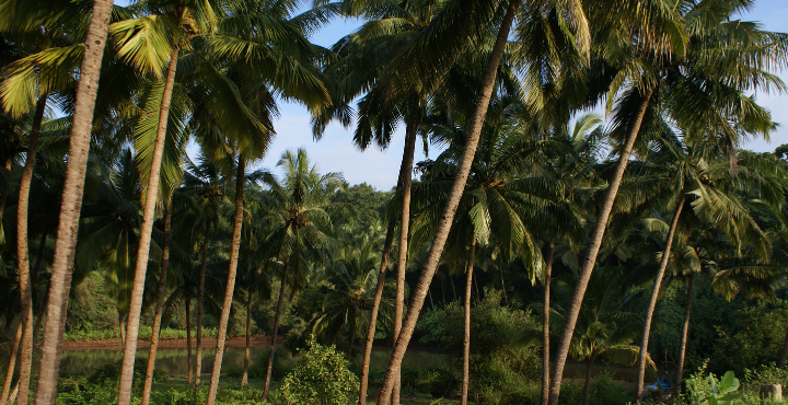 Goa Escape with Cruise Dinner